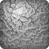 цвет грунтовый