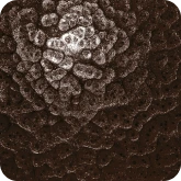 цвет грунтовый