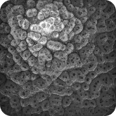 цвет грунтовый